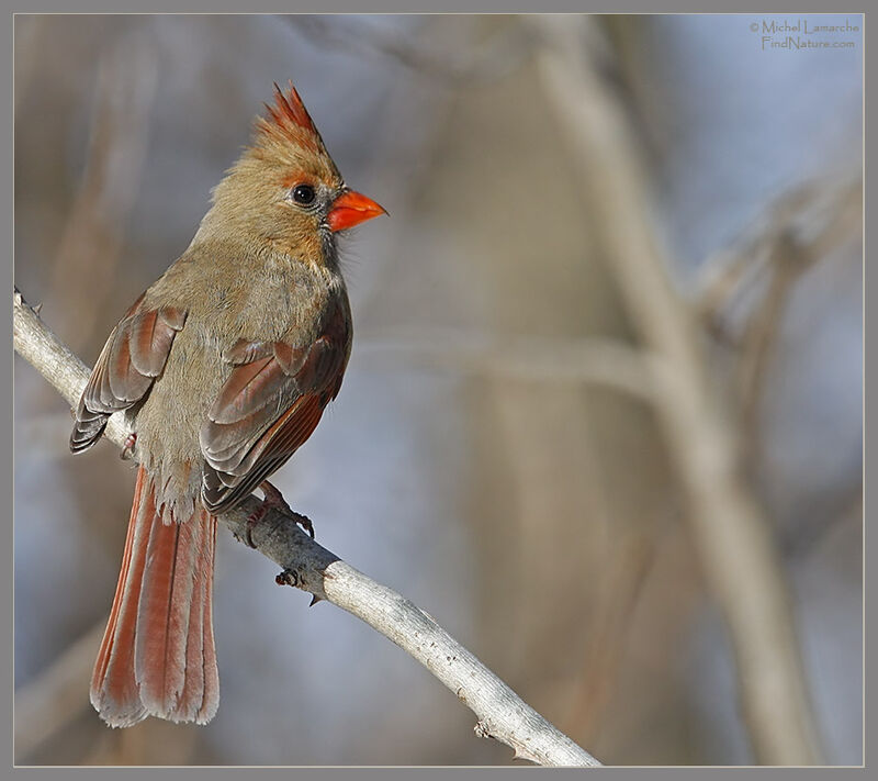 Cardinal rouge femelle adulte