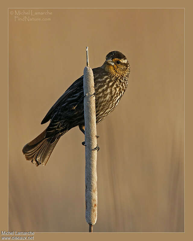 Red-winged Blackbird female adult, habitat, pigmentation