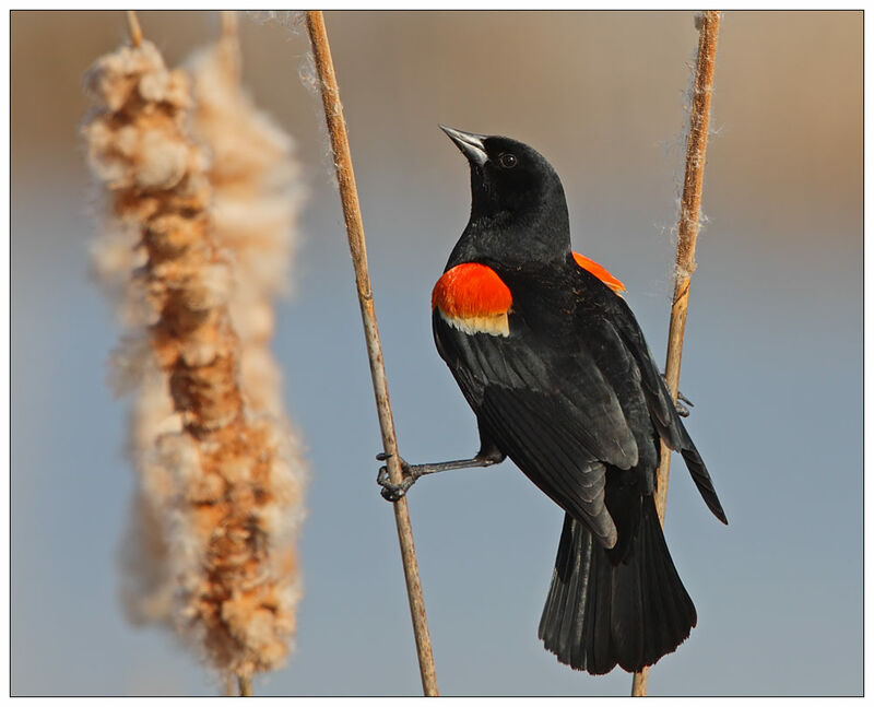 Red-winged Blackbirdadult breeding