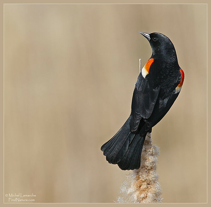 Red-winged Blackbird male adult