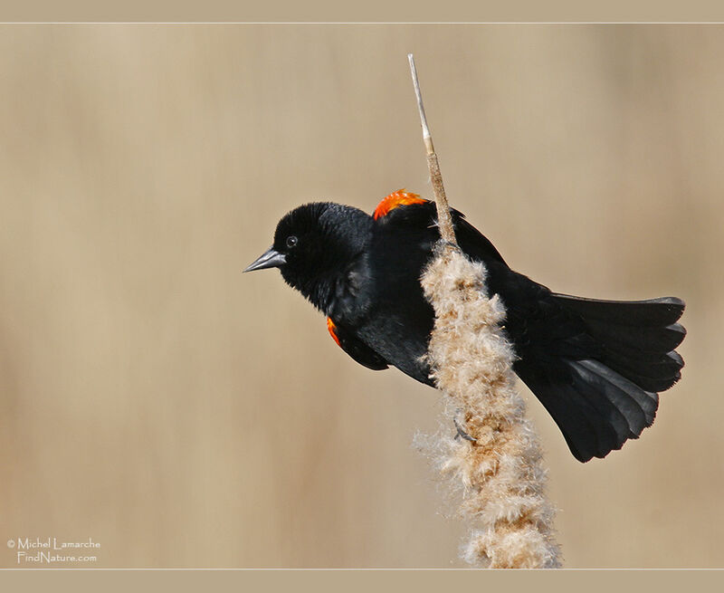 Red-winged Blackbird male adult