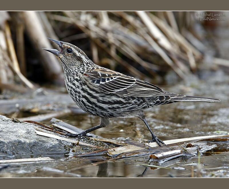 Red-winged Blackbird female adult