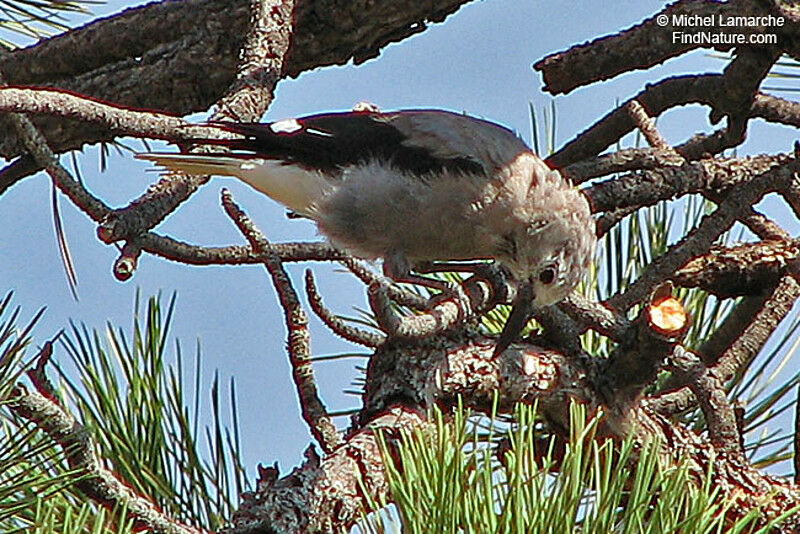 Clark's Nutcracker