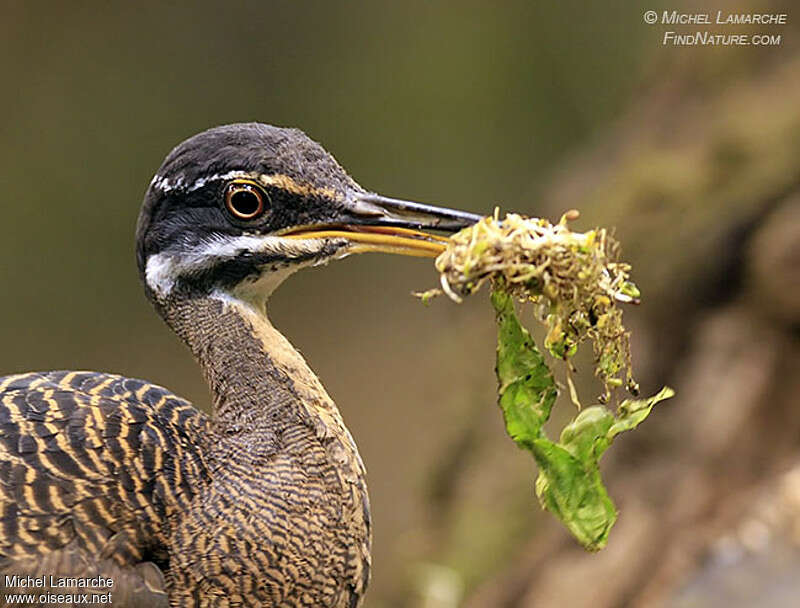 Sunbitternimmature, close-up portrait