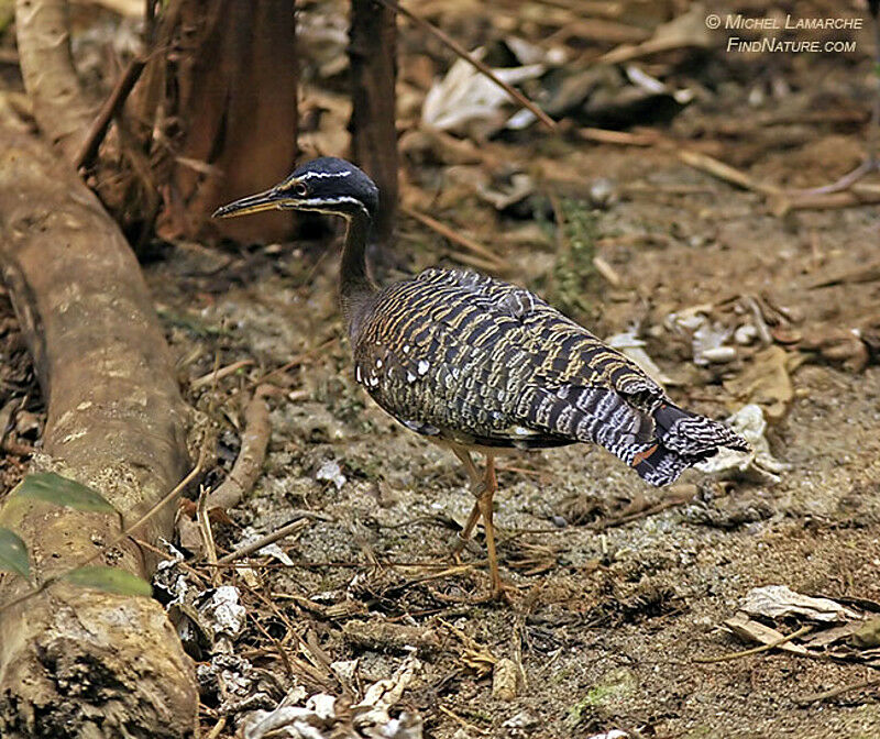 Sunbittern