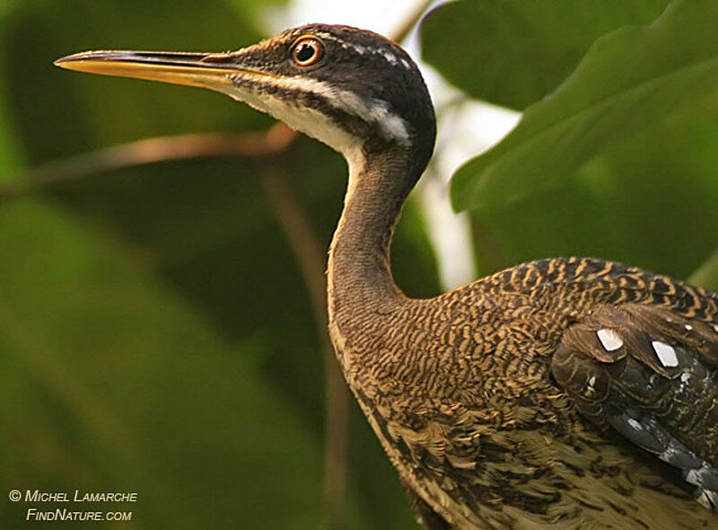 Sunbittern