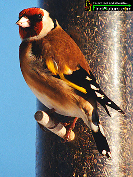 Chardonneret élégant