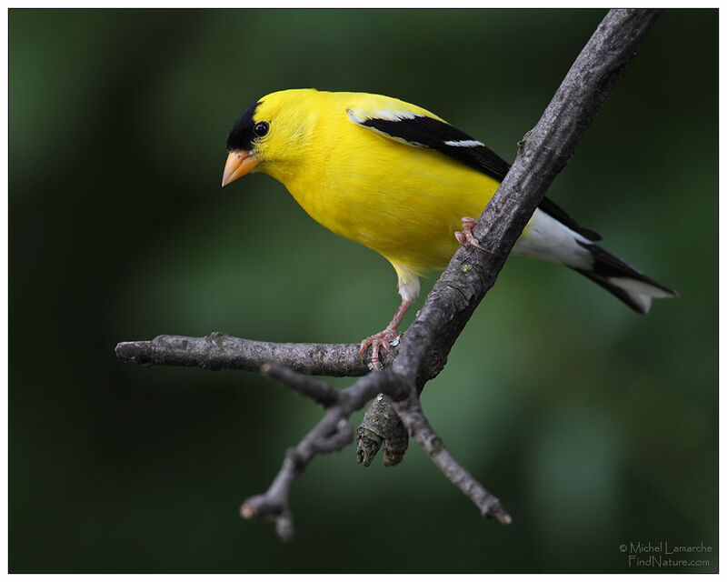 American Goldfinch male