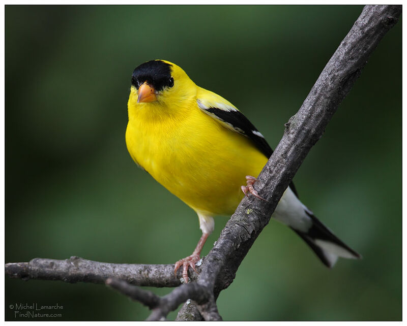 American Goldfinch male adult breeding