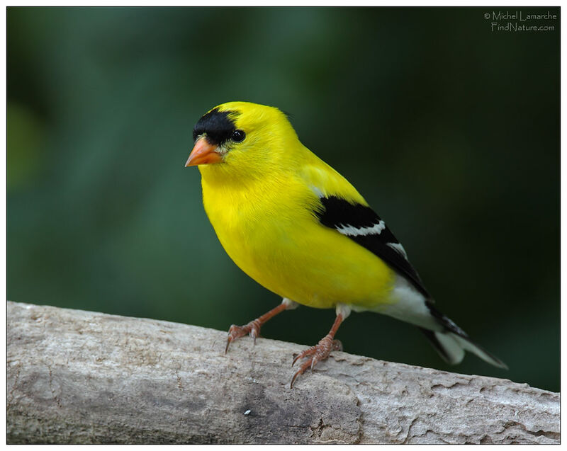 American Goldfinch male adult breeding