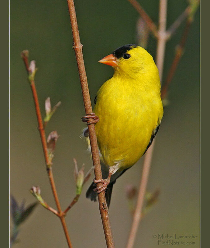 Chardonneret jaune mâle adulte nuptial