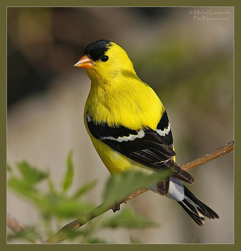 American Goldfinch male adult breeding