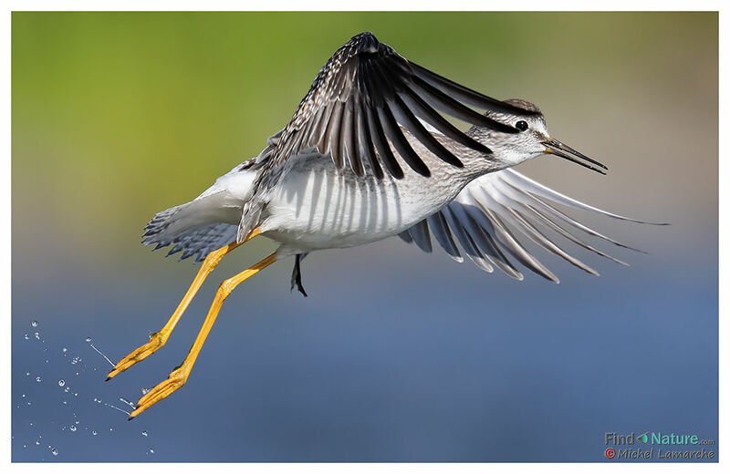 Lesser Yellowlegs, Flight