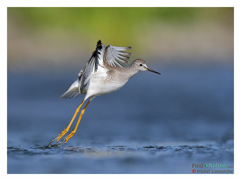 Lesser Yellowlegs, Flight