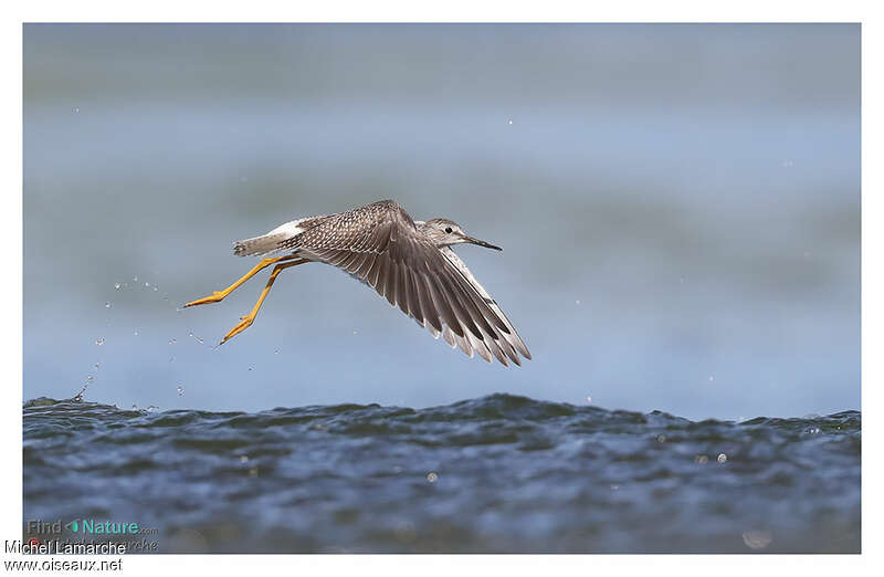 Lesser Yellowlegsjuvenile, Flight