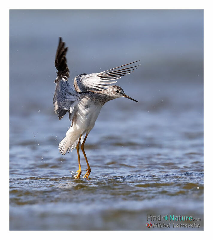 Lesser Yellowlegs, Flight