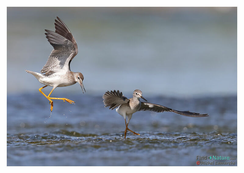 Lesser Yellowlegs, Flight