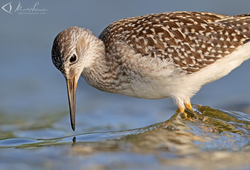 Lesser Yellowlegs