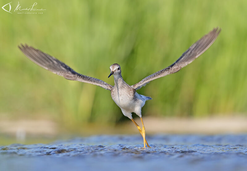 Lesser Yellowlegs