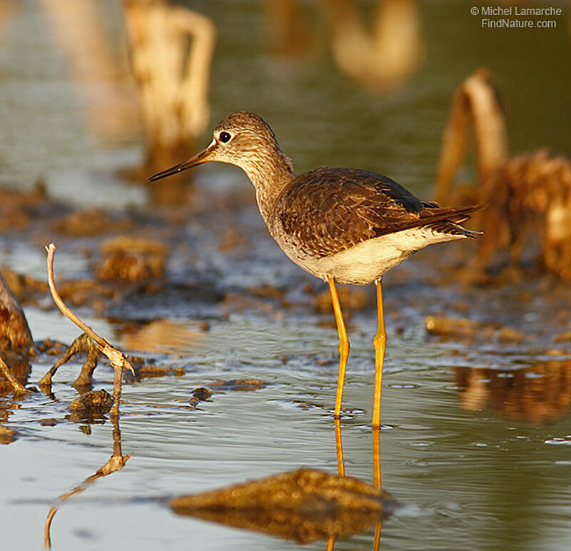 Lesser Yellowlegs