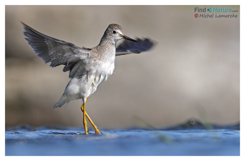 Lesser Yellowlegs