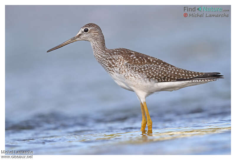 Greater Yellowlegsjuvenile, identification