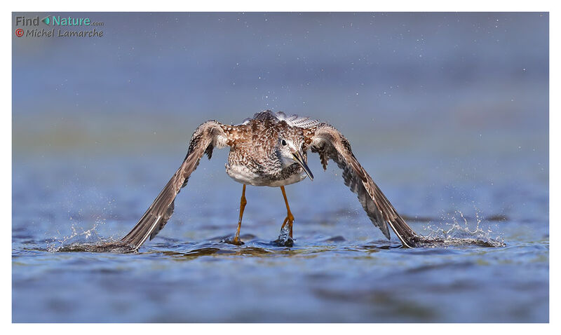 Greater Yellowlegs