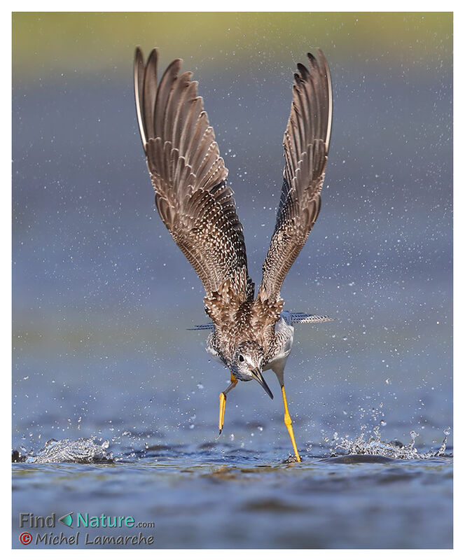 Greater Yellowlegs