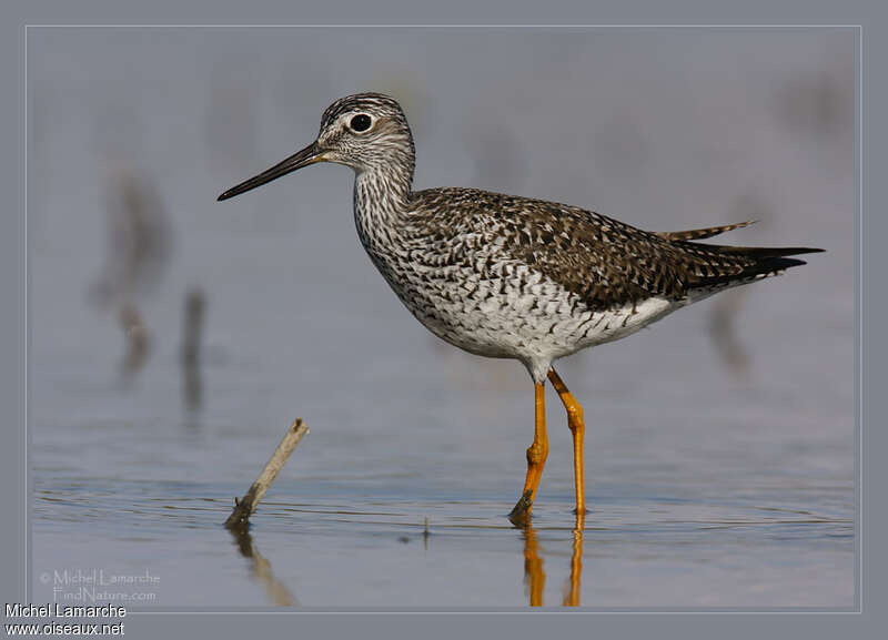 Greater Yellowlegsadult breeding, identification