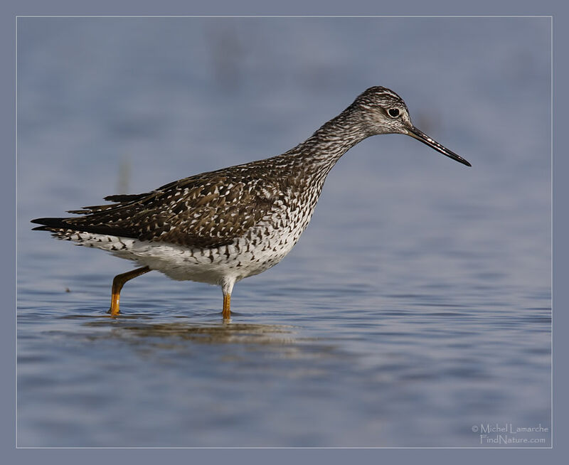 Greater Yellowlegs