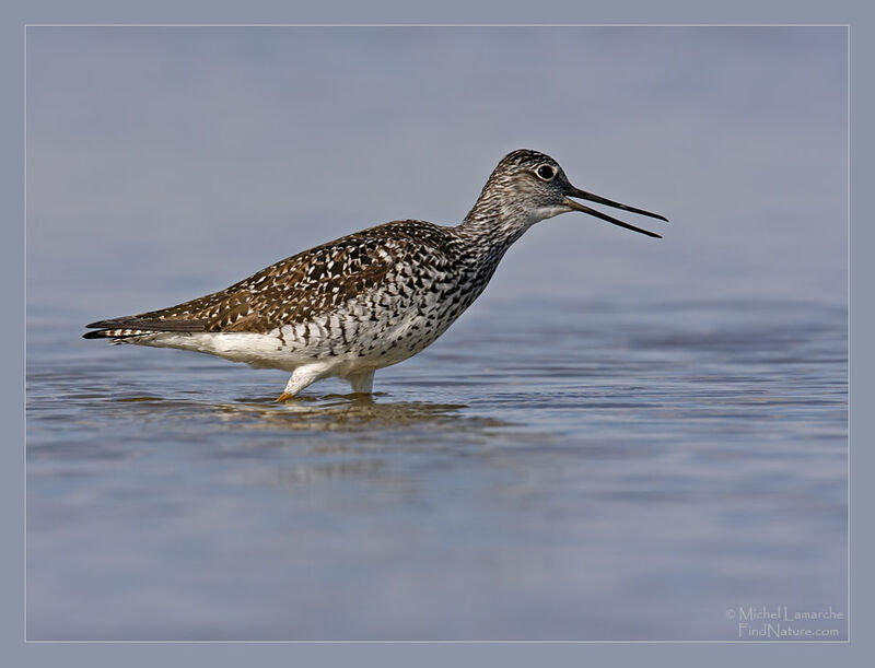 Greater Yellowlegs