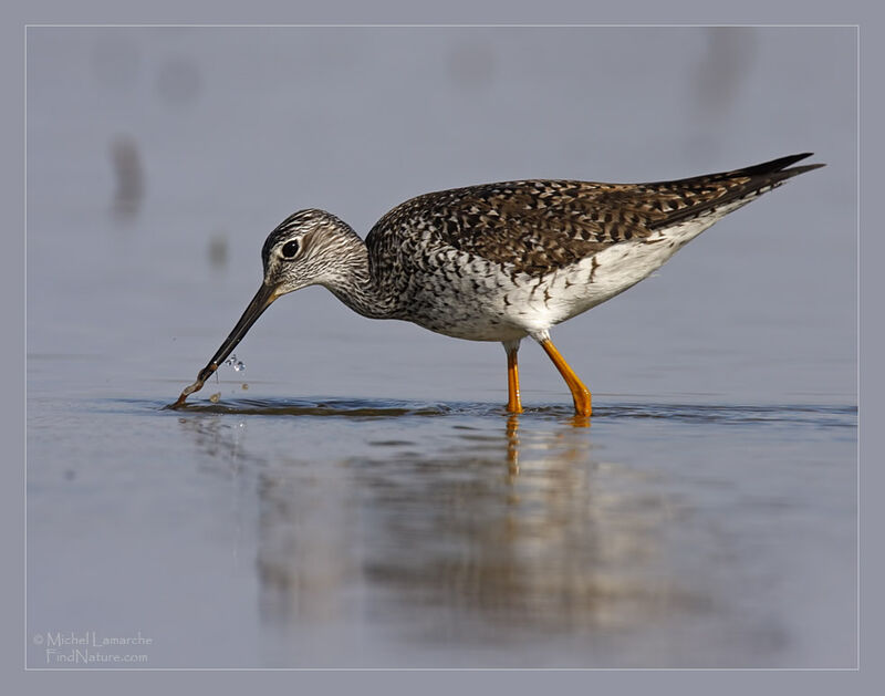 Greater Yellowlegs