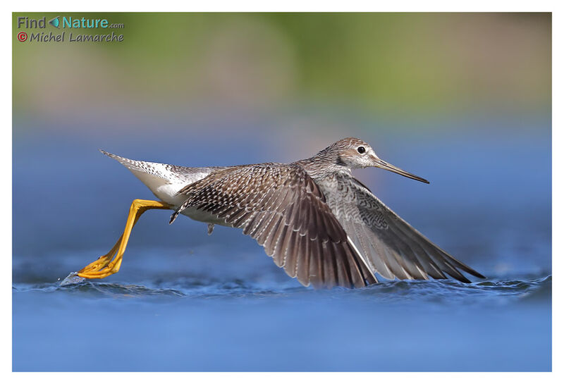 Greater Yellowlegs