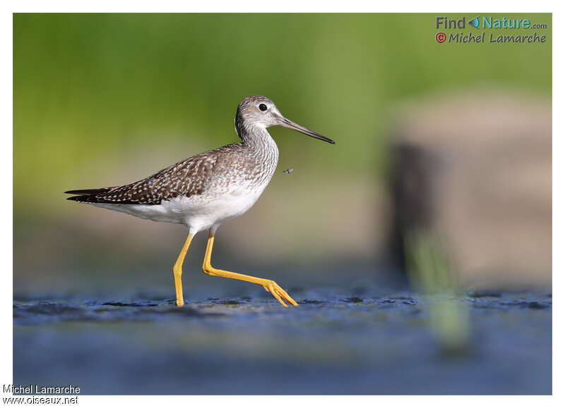 Greater Yellowlegsjuvenile, identification