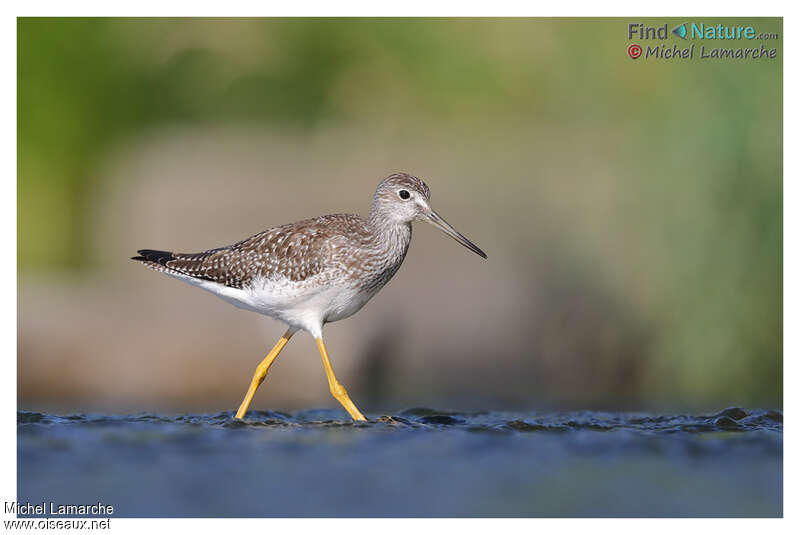 Greater Yellowlegsadult post breeding, identification