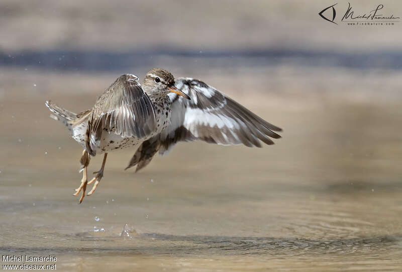 Spotted Sandpiperadult breeding, Flight