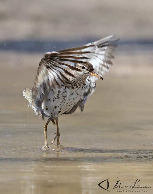 Spotted Sandpiper