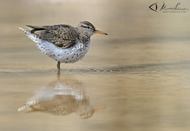 Spotted Sandpiper