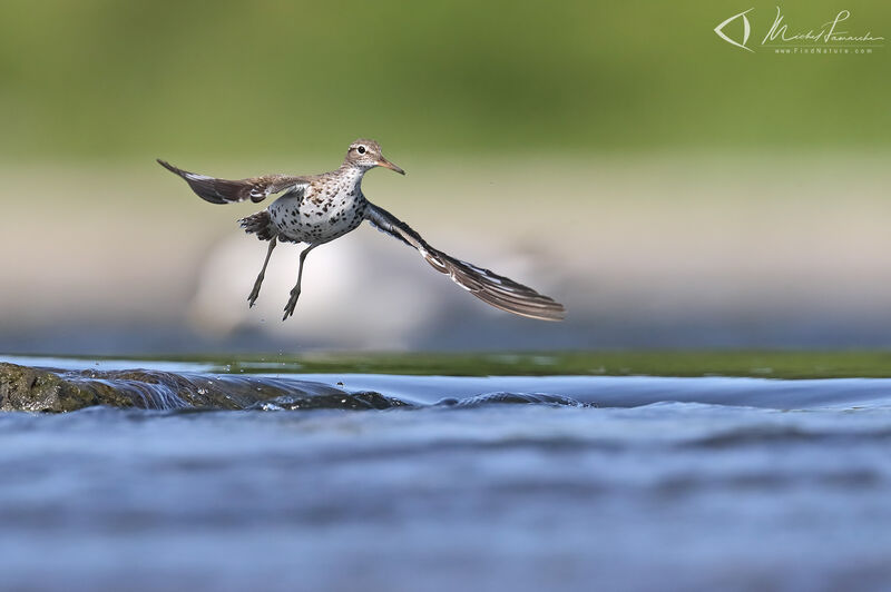 Spotted Sandpiperadult, Flight