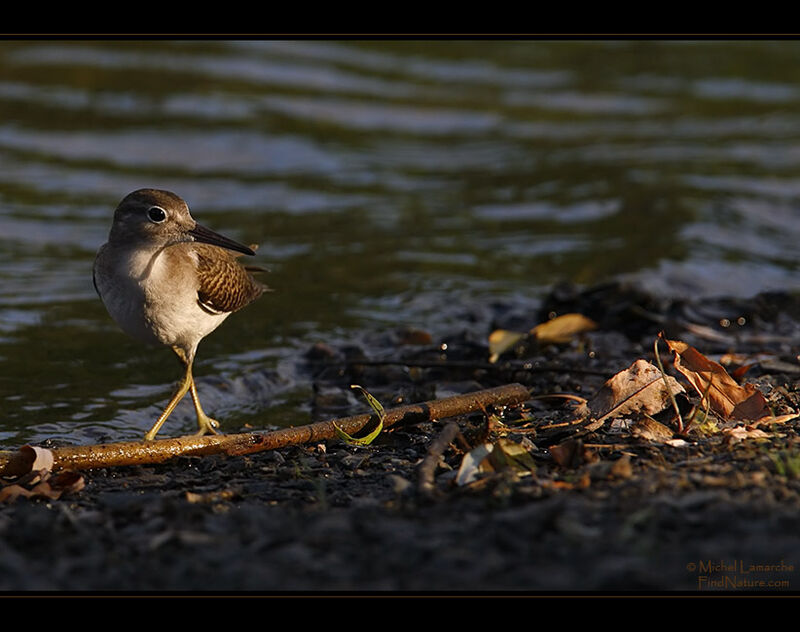 Spotted Sandpiper