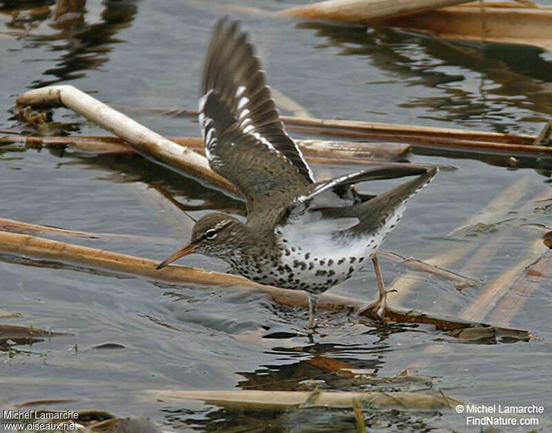 Spotted Sandpiperadult breeding, aspect, pigmentation