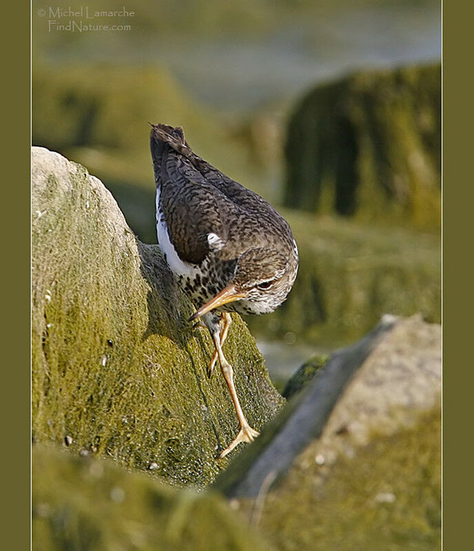 Spotted Sandpiper