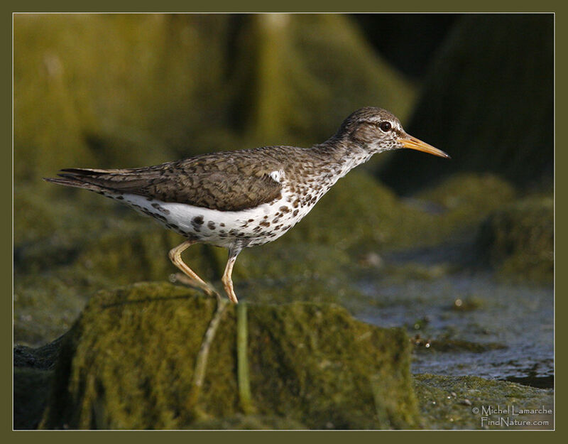 Spotted Sandpiper