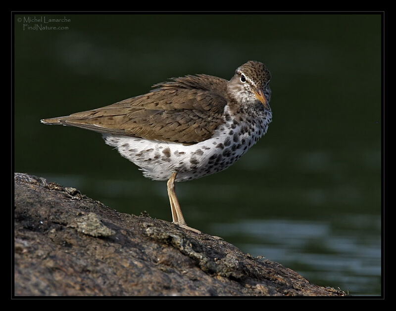 Spotted Sandpiper