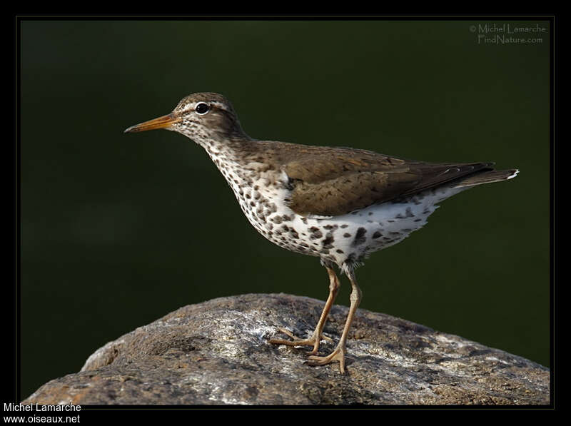 Spotted Sandpiperadult breeding, identification