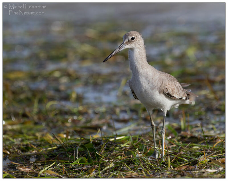 Willet