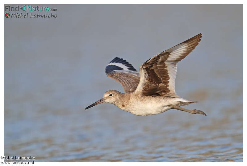 Willet, pigmentation, Flight