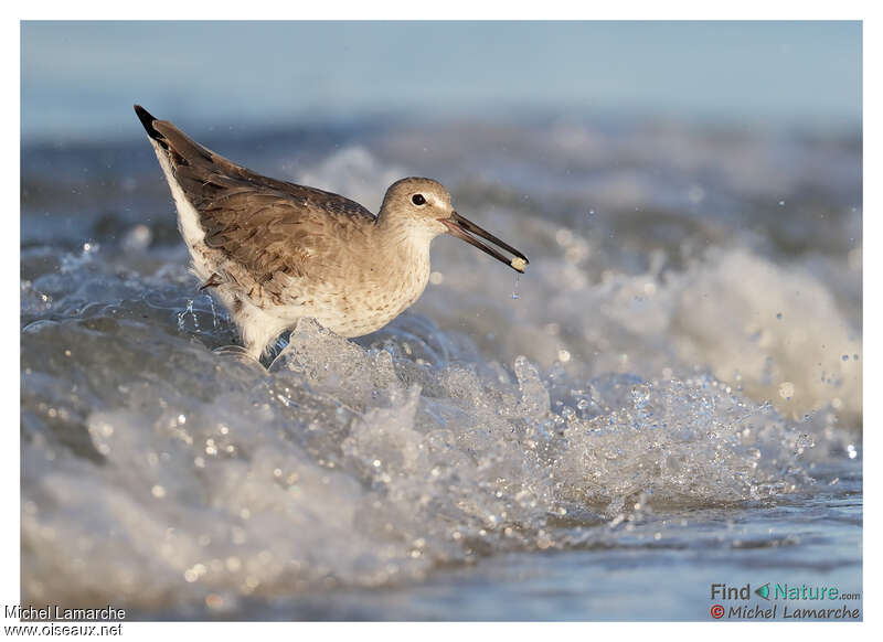 Willet, fishing/hunting