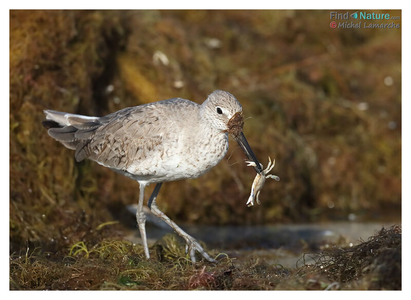 Willet