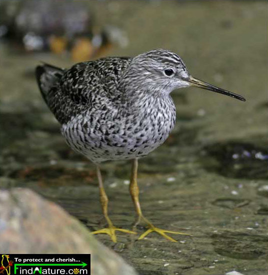 Solitary Sandpiper